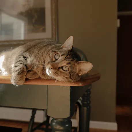 Cat Looking Upwards - Everwell Counselling & Wellness